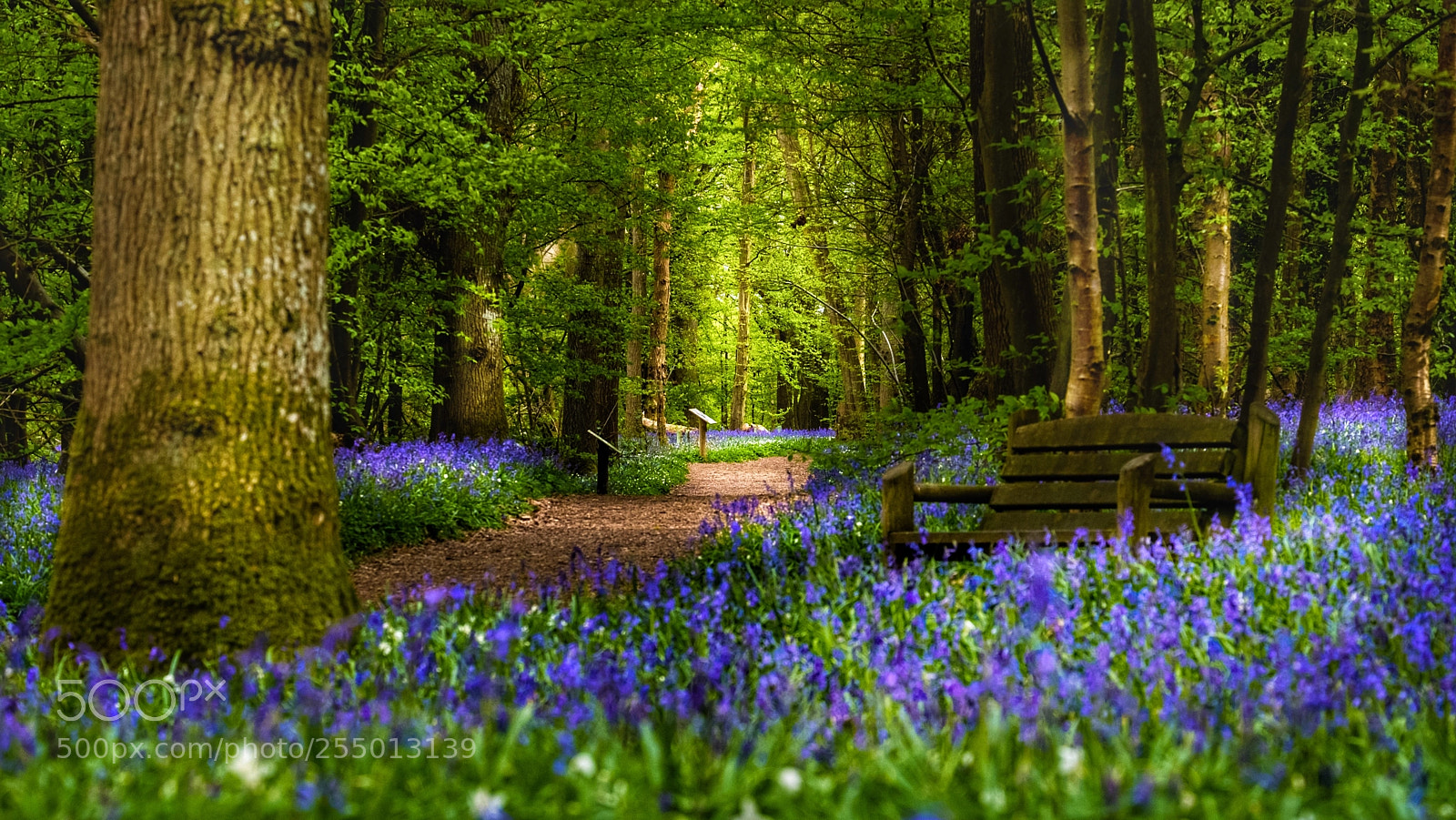 Fujifilm X-T2 sample photo. Bluebells photography