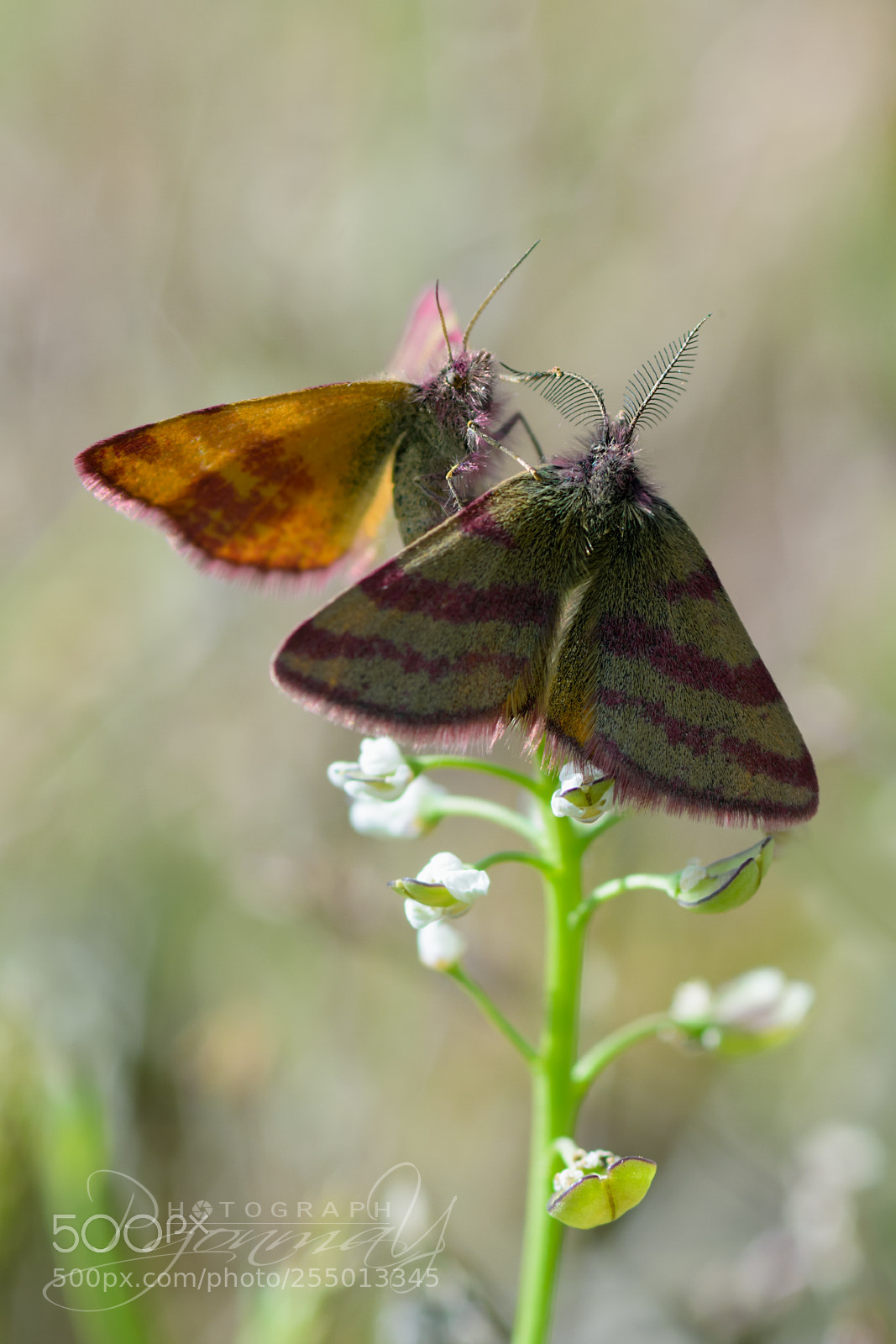 Nikon D7000 sample photo. Lythria cruentaria photography