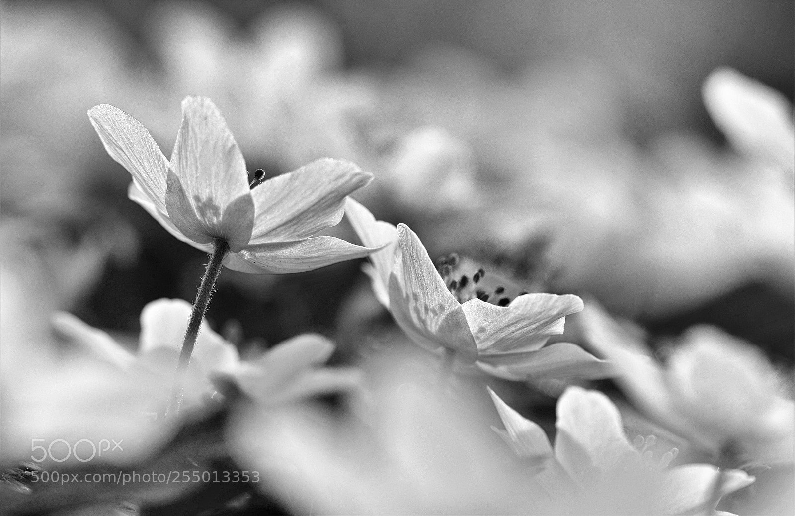 Canon EOS 80D sample photo. Anemones photography