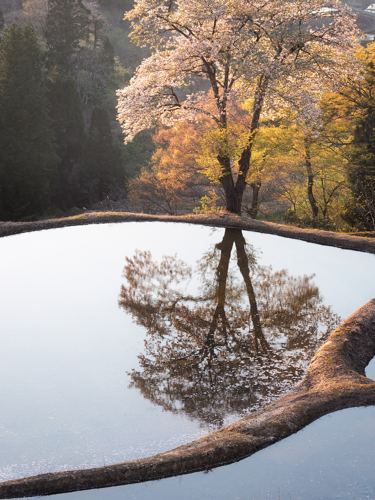 Olympus PEN E-PM2 sample photo. X photography