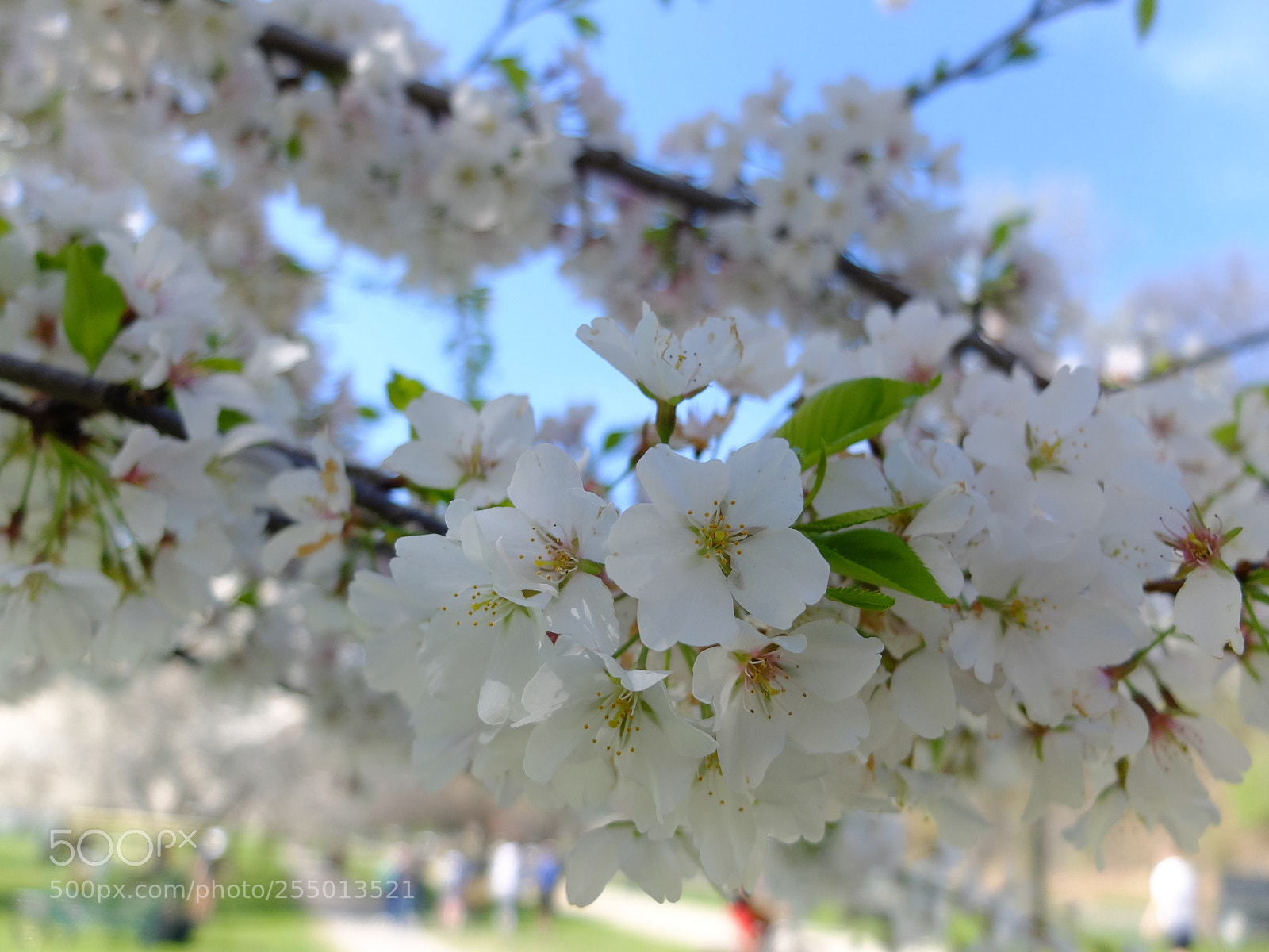 Fujifilm X30 sample photo. White blossom close up photography