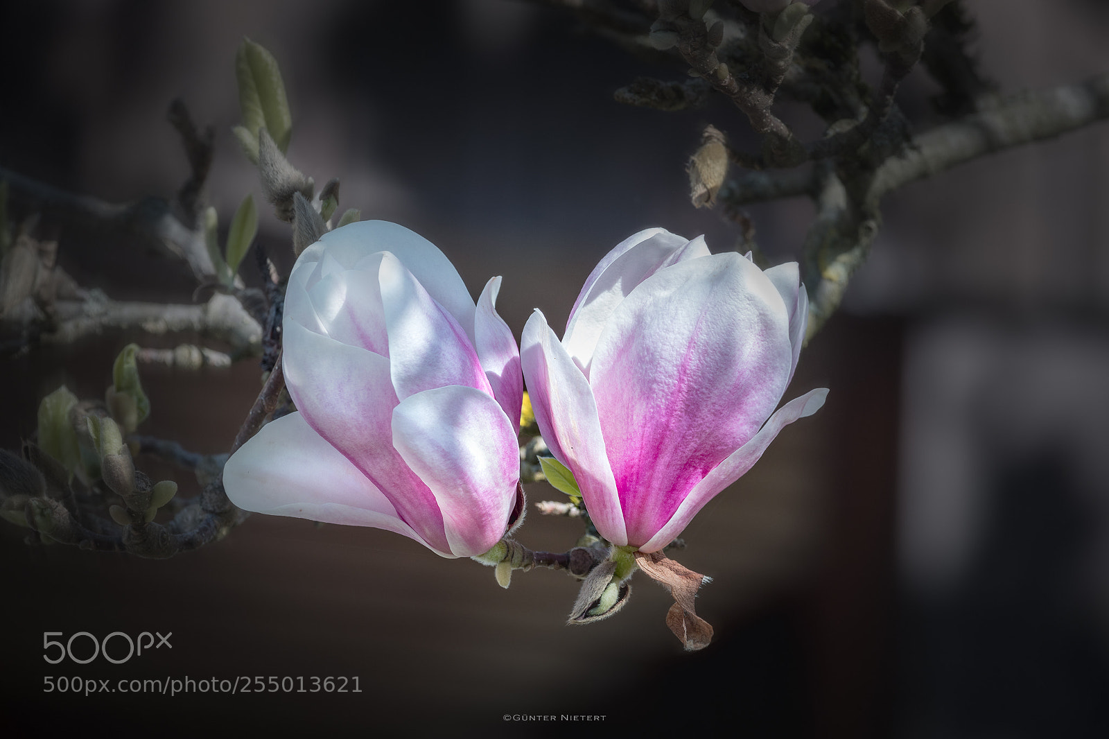 Canon EOS 5D Mark IV sample photo. "magnolia" photography