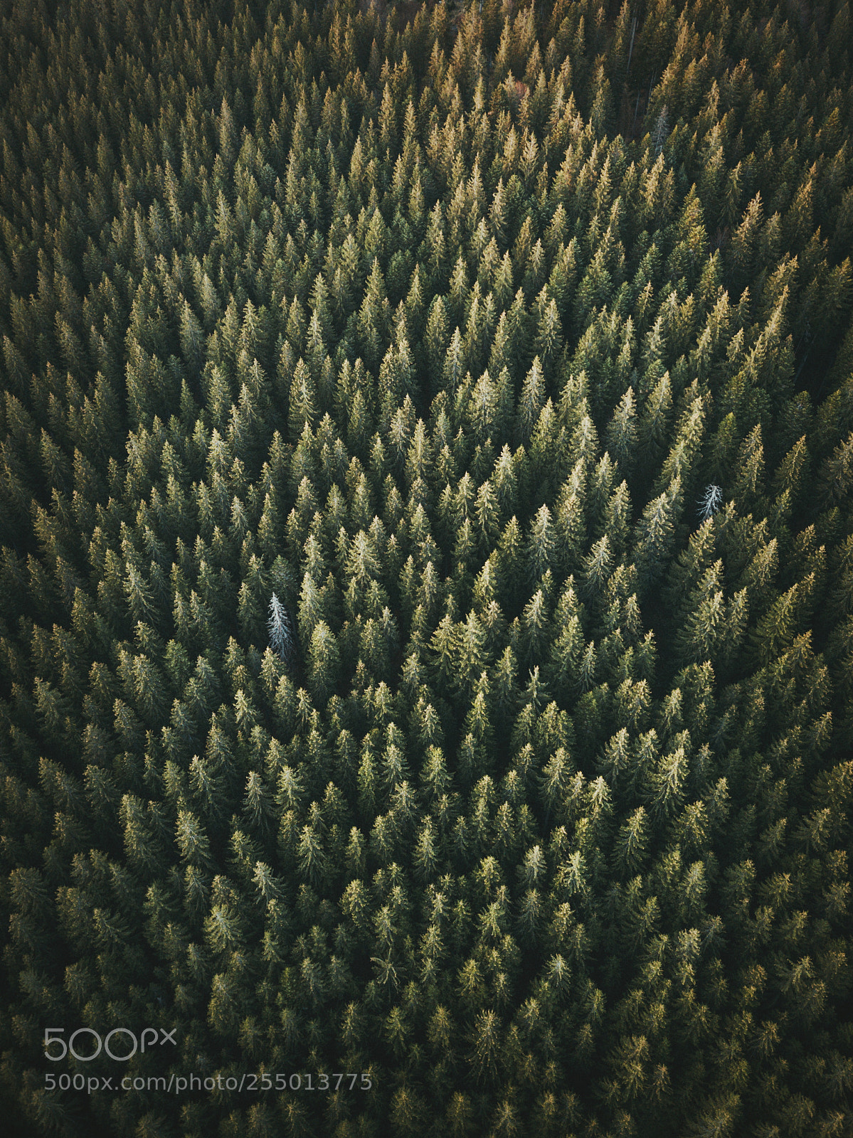 DJI FC220 sample photo. Green forest from above photography