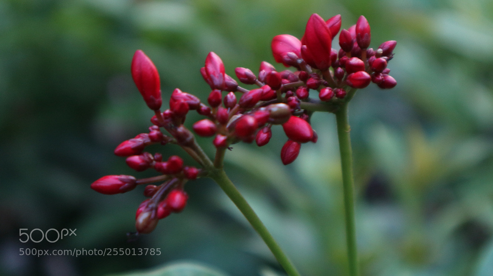 Canon EOS M10 sample photo. Flower photography