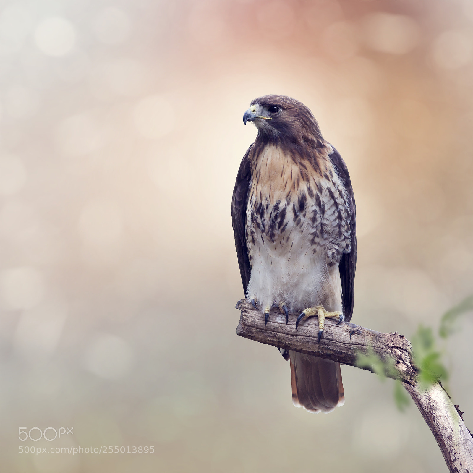 Nikon D800 sample photo. Red-tailed hawk photography