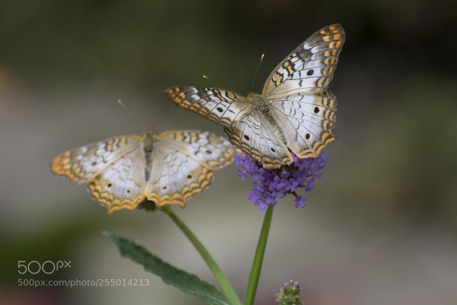 Nikon D7200 sample photo. Butterfly 2018-10 photography