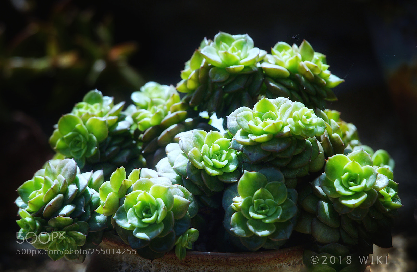 Sony a5100 sample photo. Untitled photography