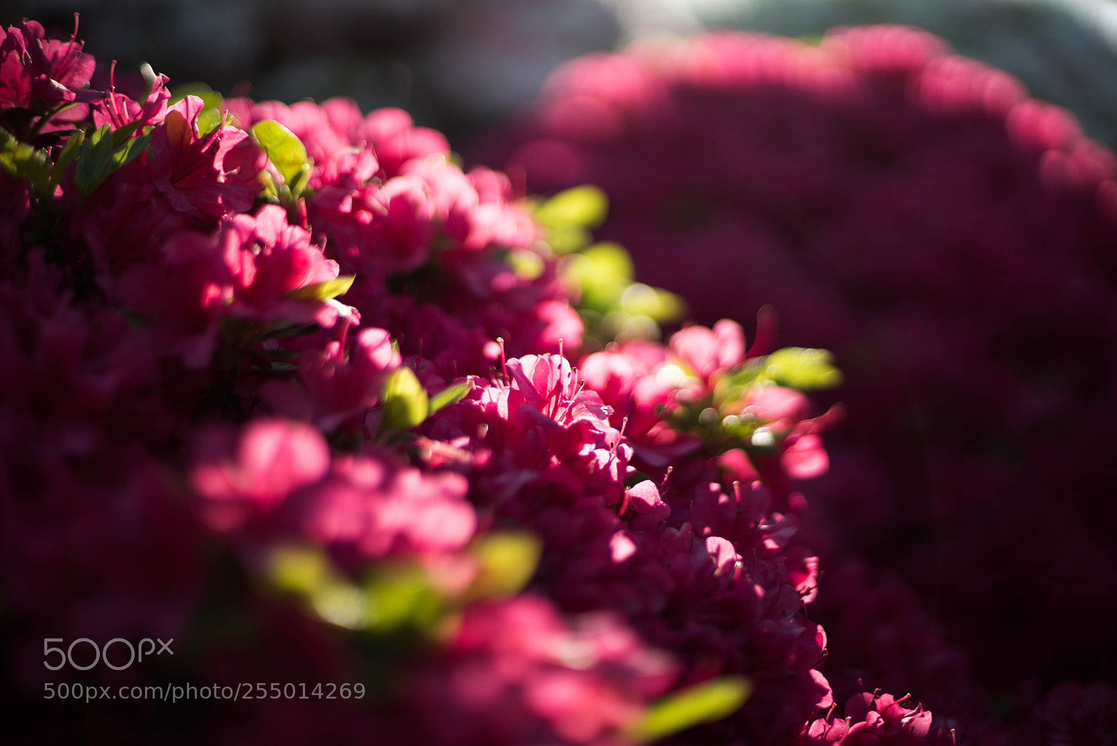 Sony a7S sample photo. Dsc photography