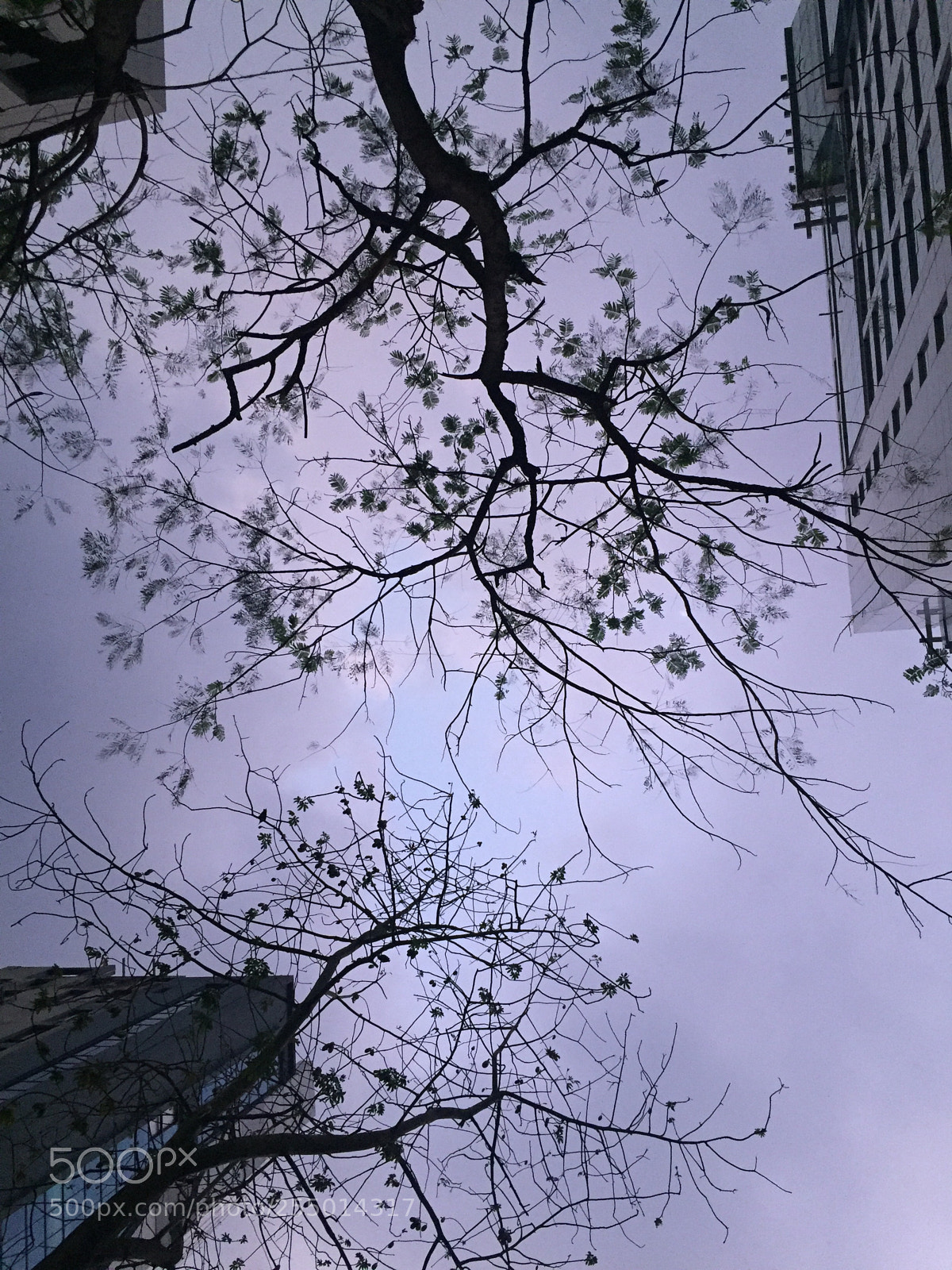 Apple iPhone 6 sample photo. Corporate branches photography