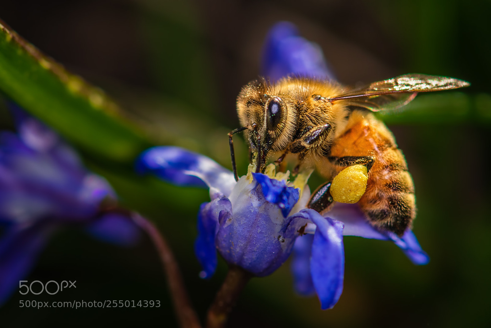Nikon D7100 sample photo. The bees are back photography