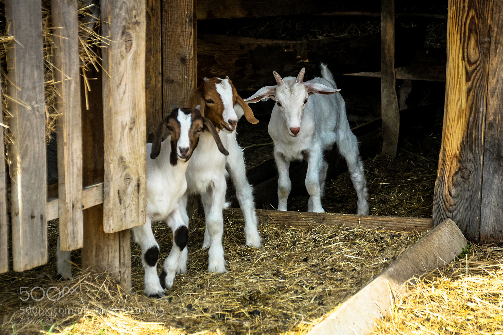 Canon EOS 550D (EOS Rebel T2i / EOS Kiss X4) sample photo. Three little troubles <3 photography