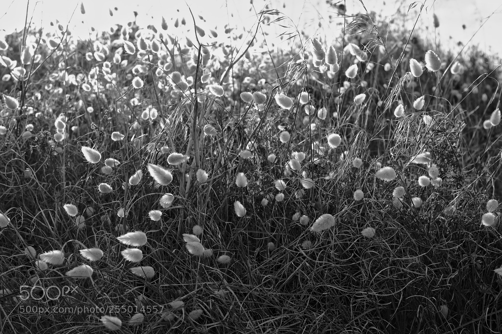 Fujifilm X100F sample photo. "queues de lièvre" photography