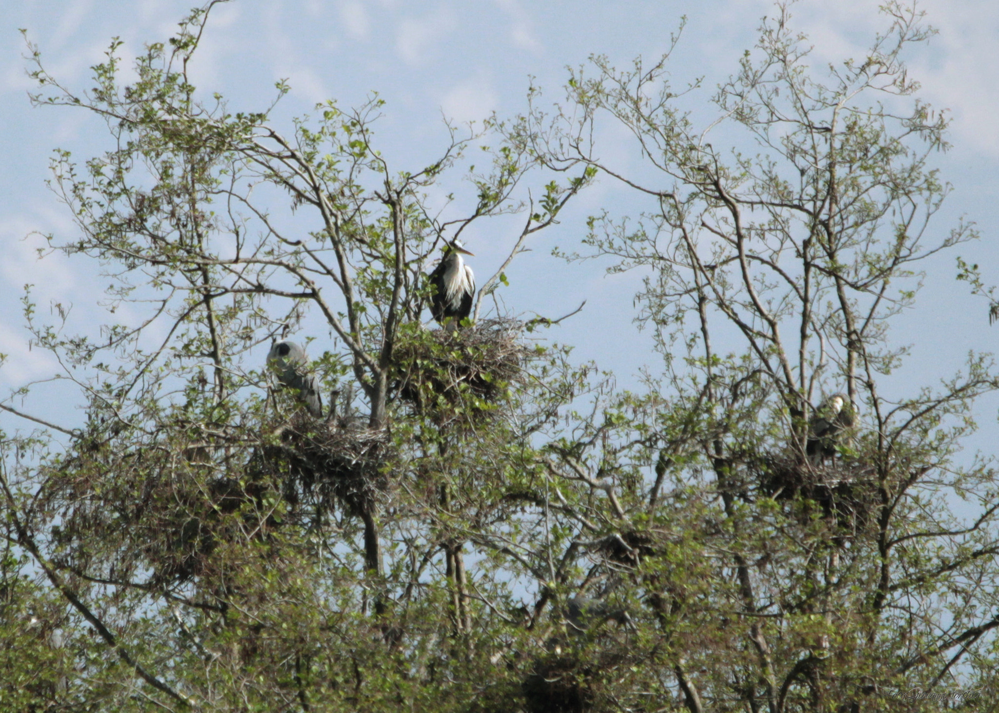 Sigma 150-600mm F5-6.3 DG OS HSM | C sample photo. Oasis of lake candia canavese - italy photography
