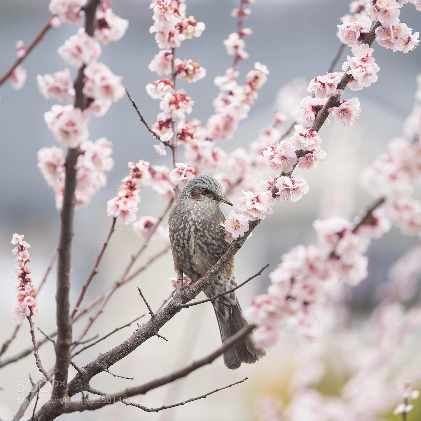 Sony a7R III sample photo. Brown-eared bulbul with plum photography
