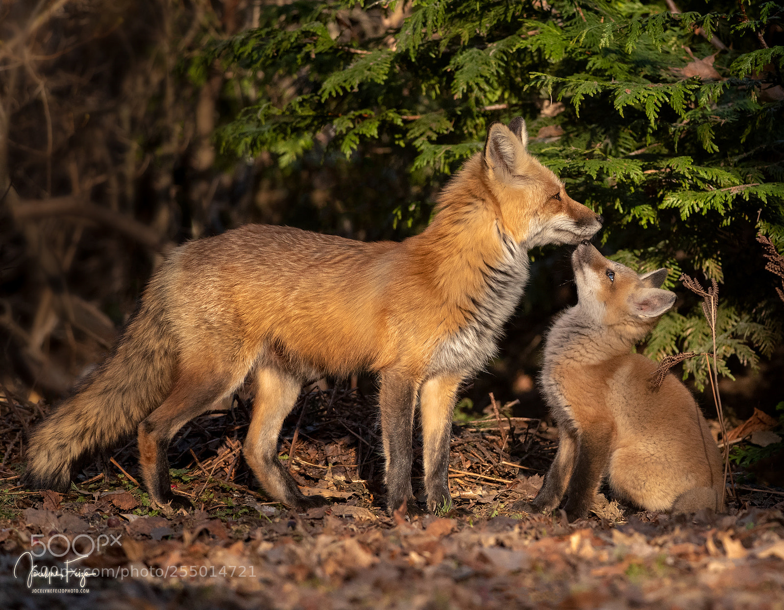 Nikon D750 sample photo. Red foxes photography