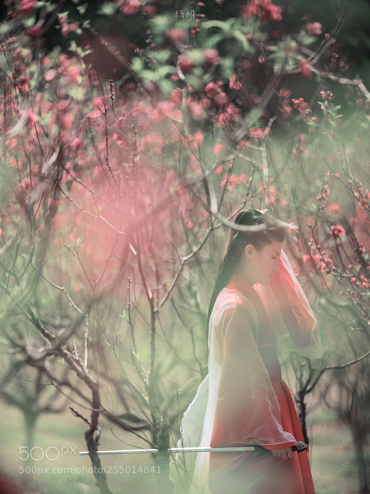 Fujifilm GFX 50S sample photo. 醉。桃花 photography