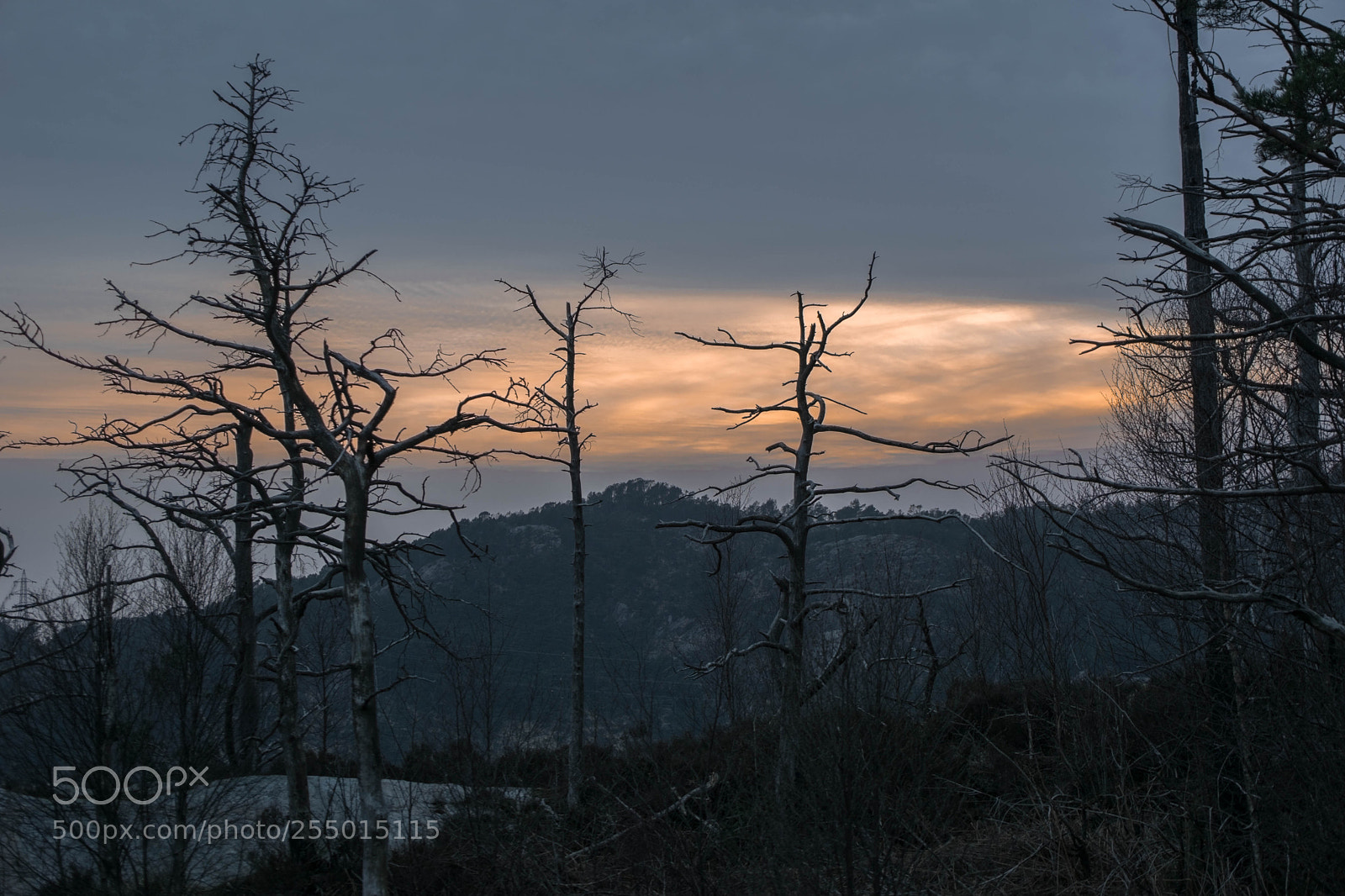 Nikon D5300 sample photo. Death in the forest photography