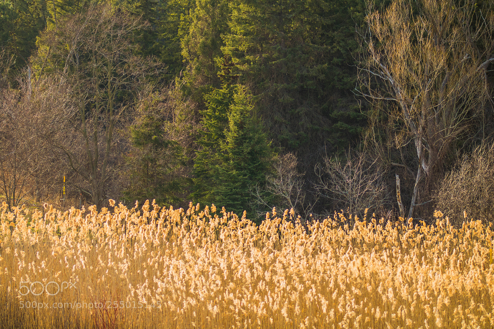 Canon EOS 750D (EOS Rebel T6i / EOS Kiss X8i) sample photo. Nature coming alive in photography