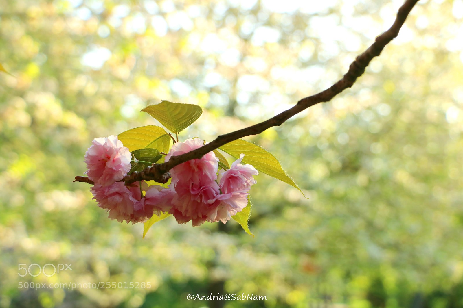 Canon EOS 750D (EOS Rebel T6i / EOS Kiss X8i) sample photo. Spring colors photography