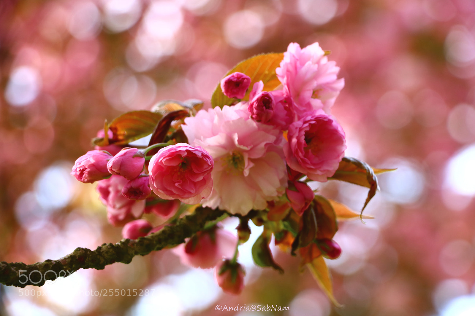 Canon EOS 750D (EOS Rebel T6i / EOS Kiss X8i) sample photo. Spring colors photography