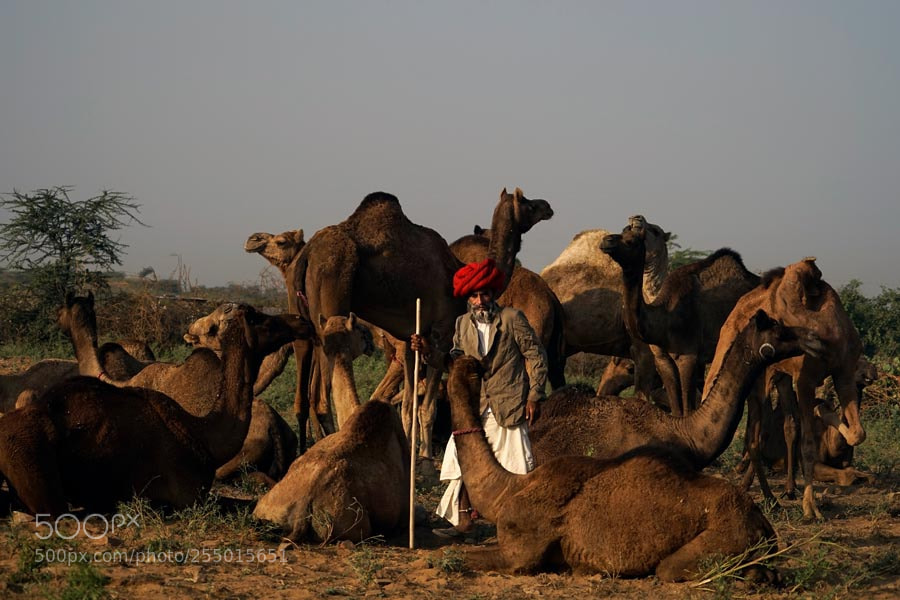 Sony a7 sample photo. Pushkar mela photography