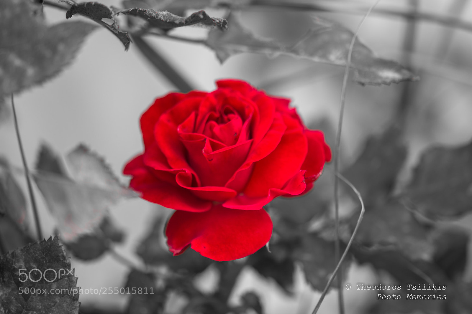 Nikon D7200 sample photo. A red red rose photography