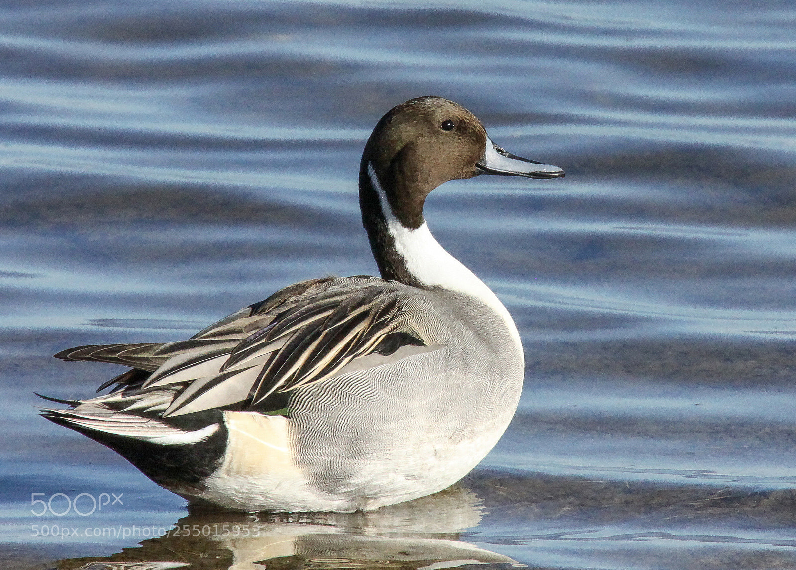 Canon EOS 50D sample photo. Northern pintail photography