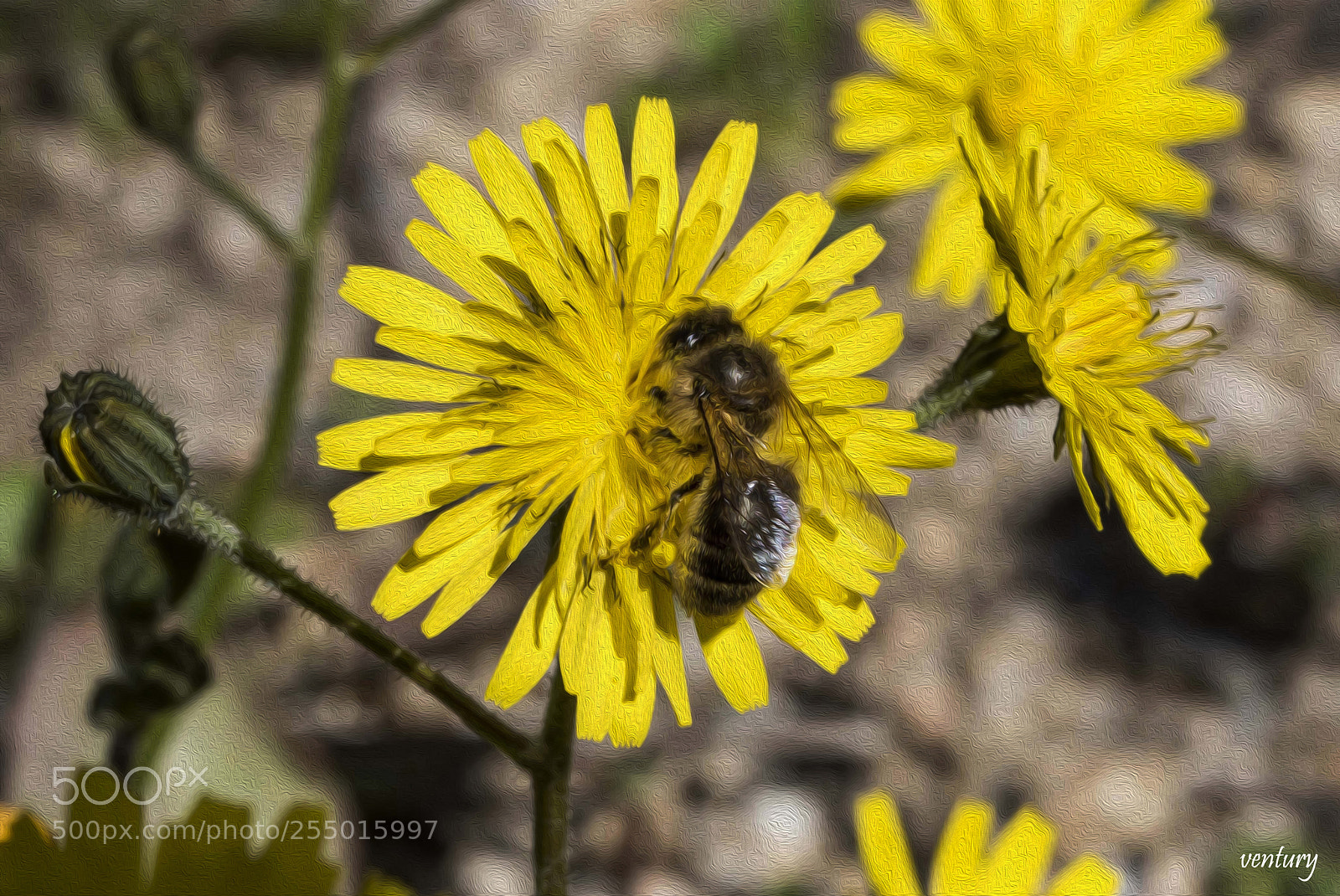 Nikon D810 sample photo. Bee in bloom photography