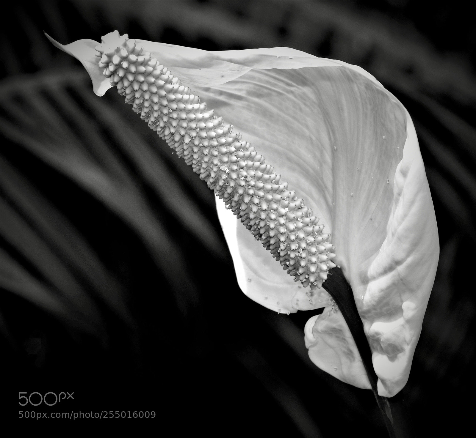 Canon EOS 7D Mark II sample photo. Calla  lily photography