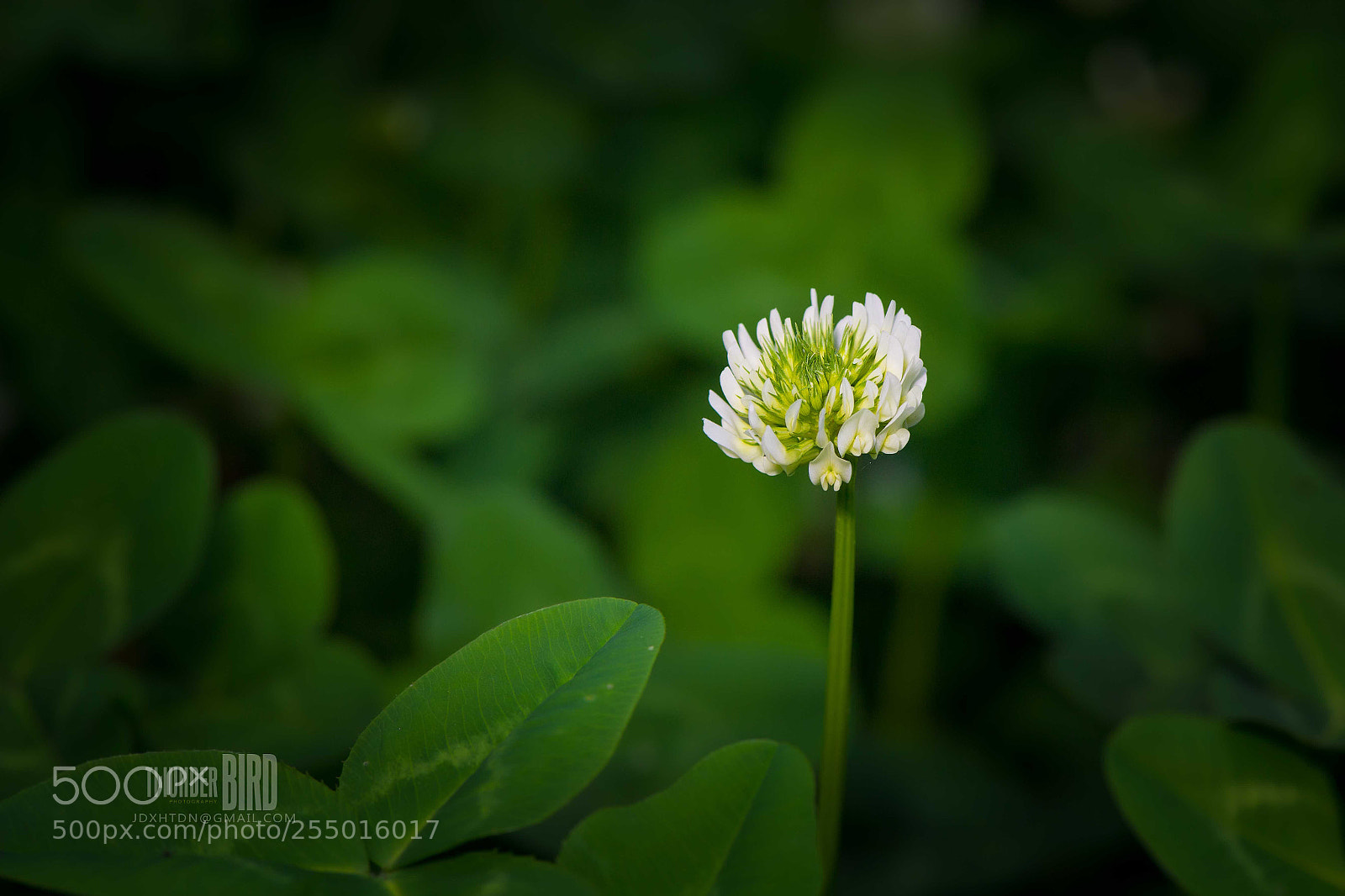 Nikon D5 sample photo. Clover photography