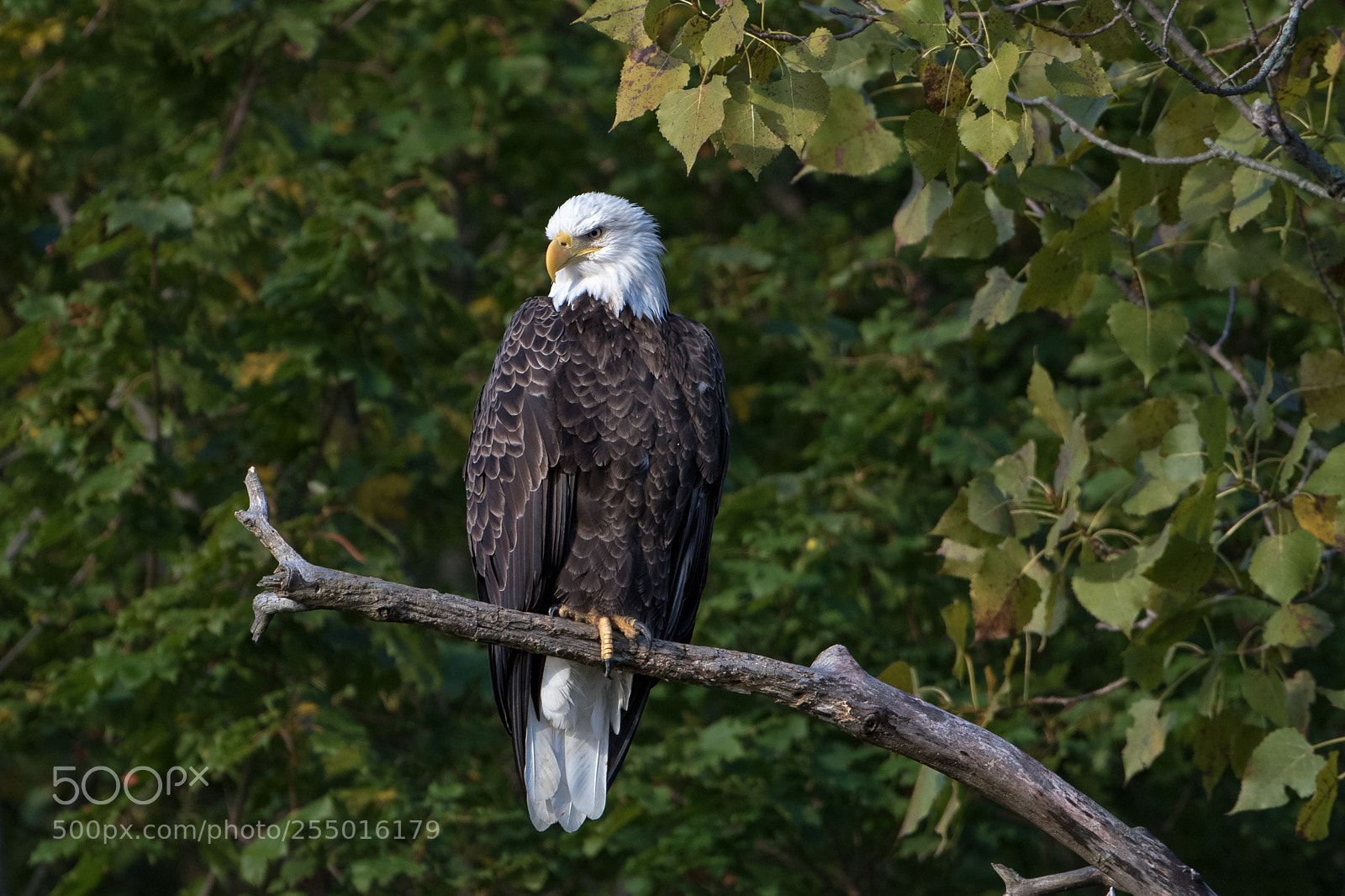 Canon EOS 7D Mark II sample photo. Connecticut river scenery photography