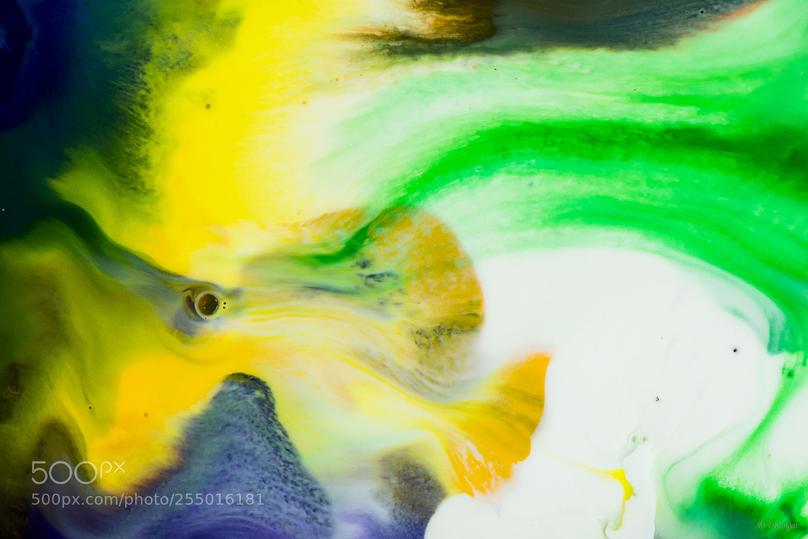 Nikon D610 sample photo. Fish photography