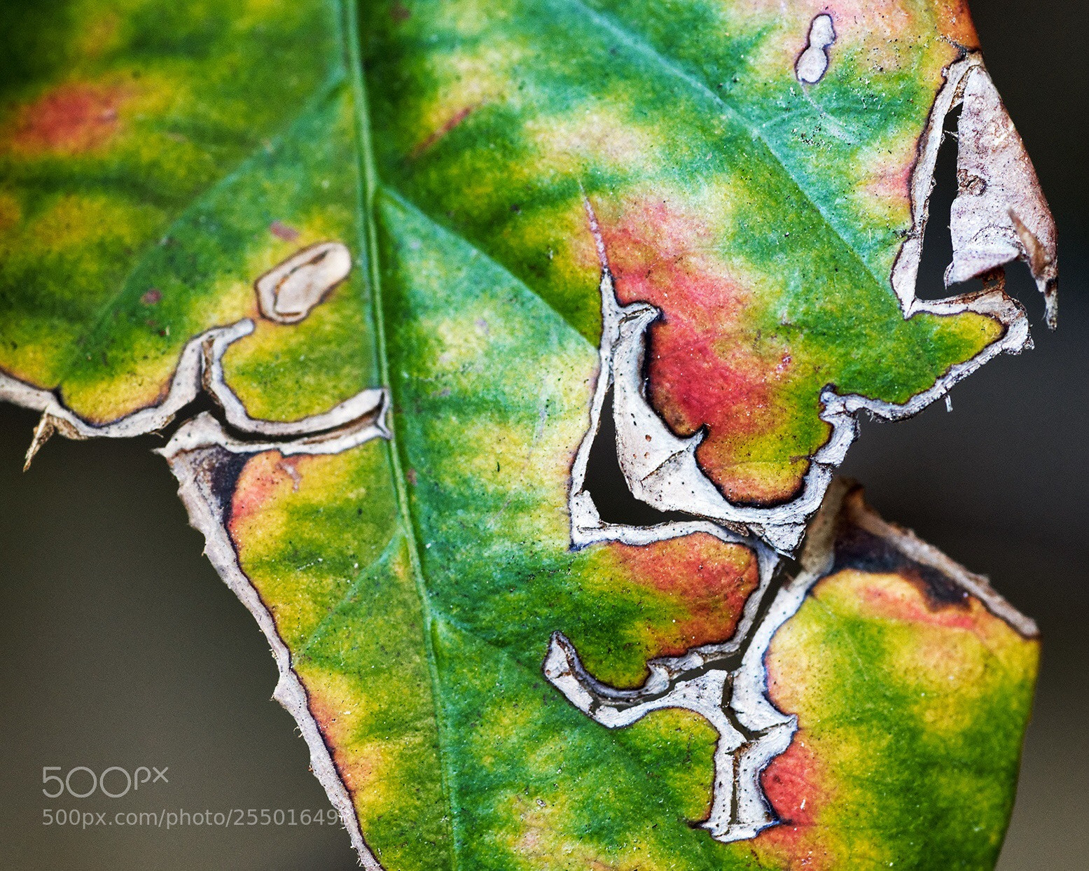 Nikon D850 sample photo. Painterly photography