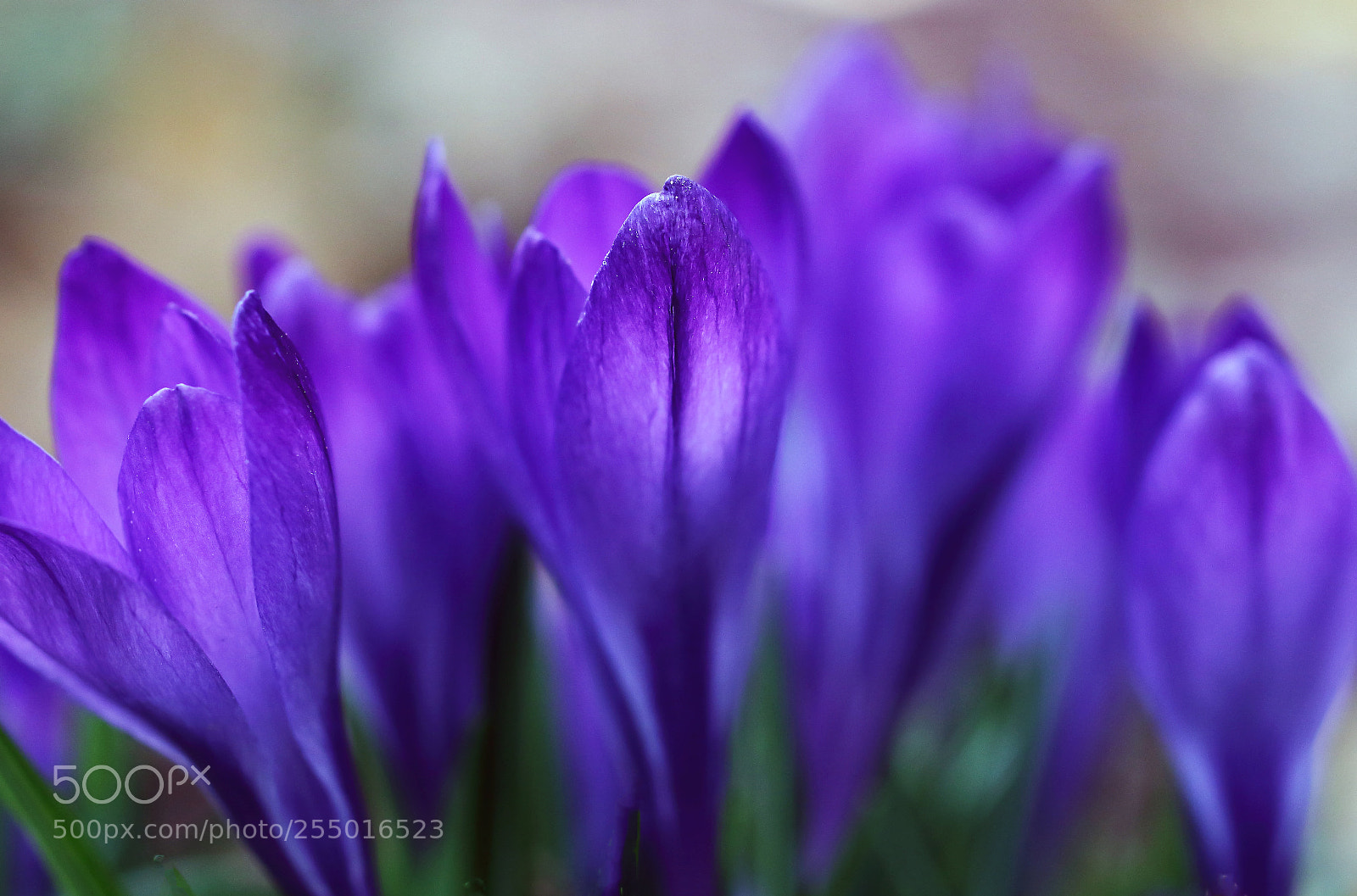 Canon EOS 7D Mark II sample photo. Spring photography