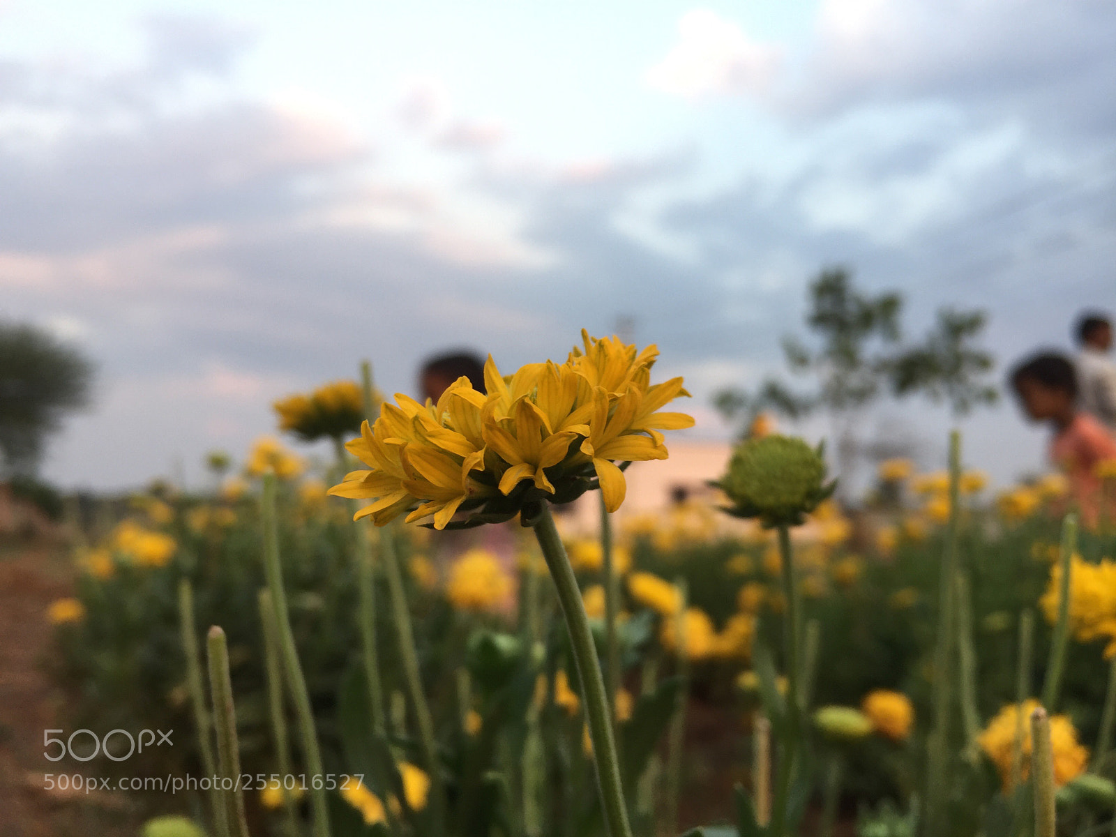 Apple iPhone 6 sample photo. Galaate hoo photography