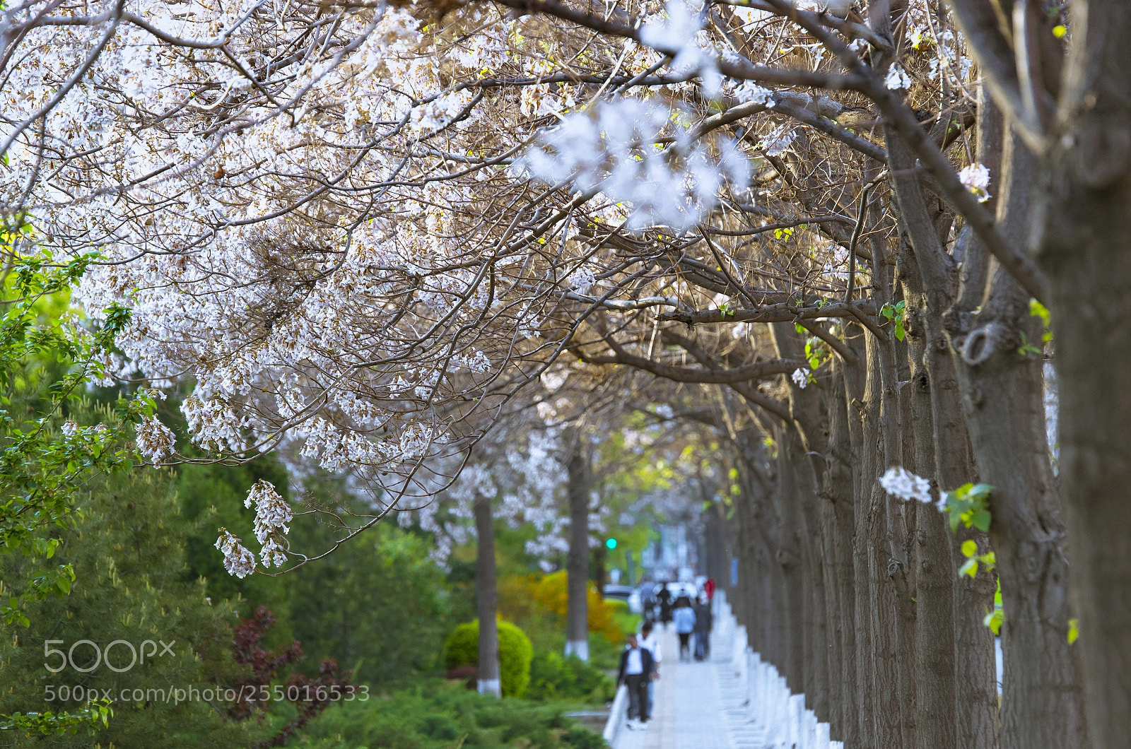 Canon EOS-1D X Mark II sample photo. 拷贝 photography