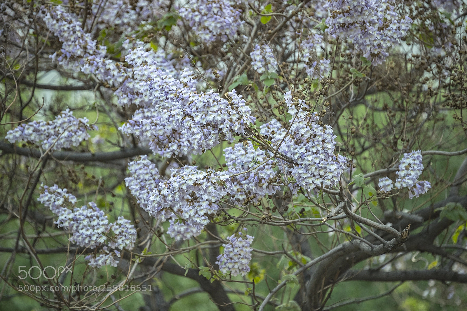 Canon EOS-1D X Mark II sample photo. A08i1113-2.jpg photography
