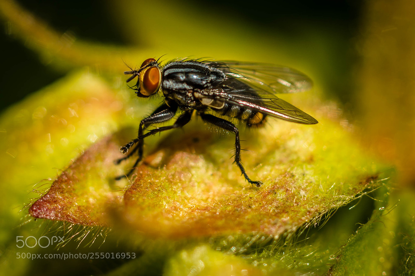 Nikon D7100 sample photo. Looking for pollen photography