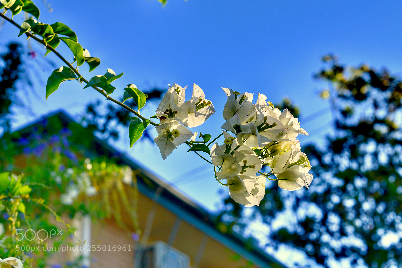 Nikon D800 sample photo. 《the sun shines brightly.》2。 photography