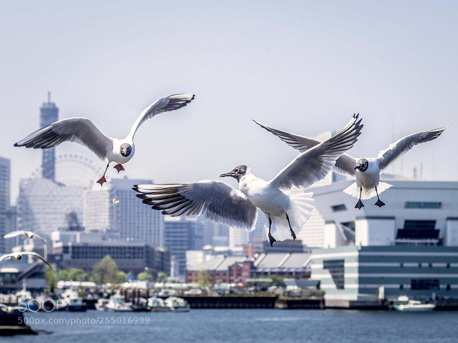 Nikon D5 sample photo. Gull brothers photography