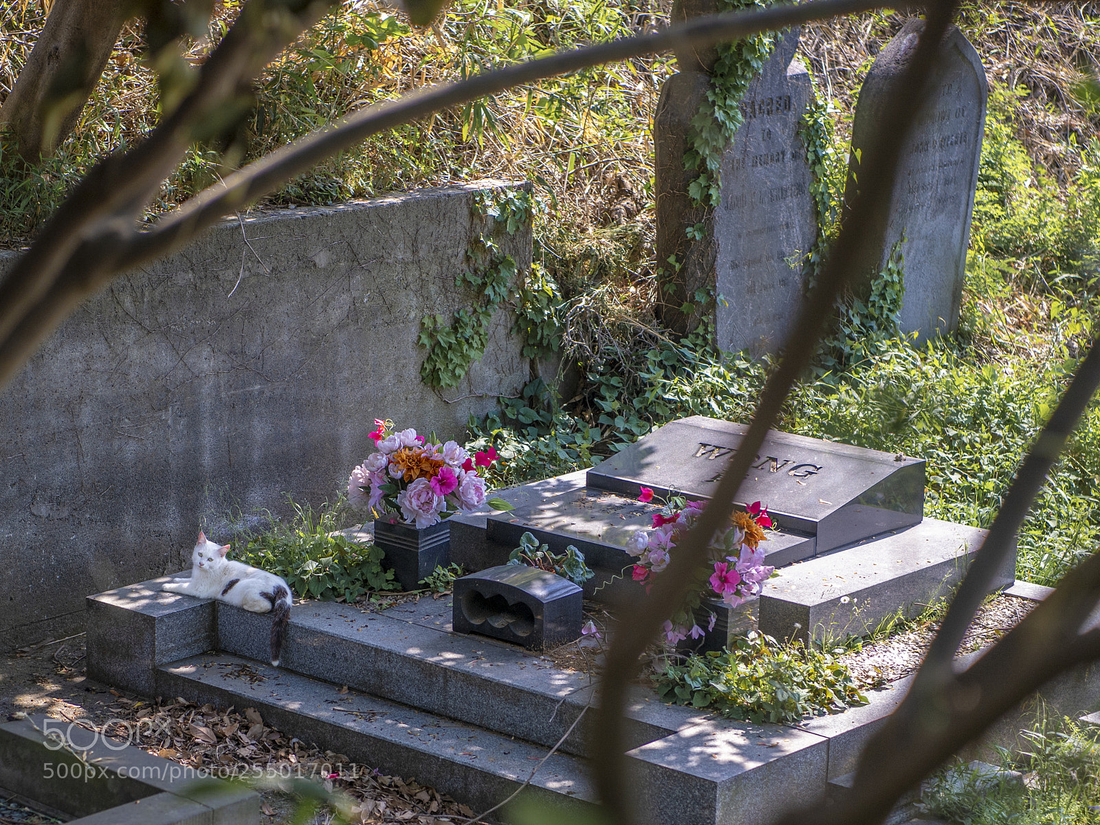 Nikon D5 sample photo. A cat in cemetery photography