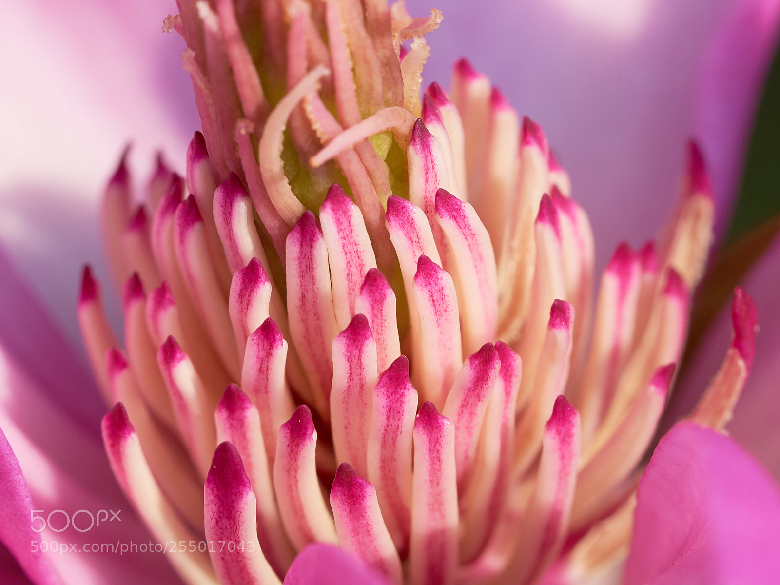 Sony a7R III sample photo. Flower2 photography