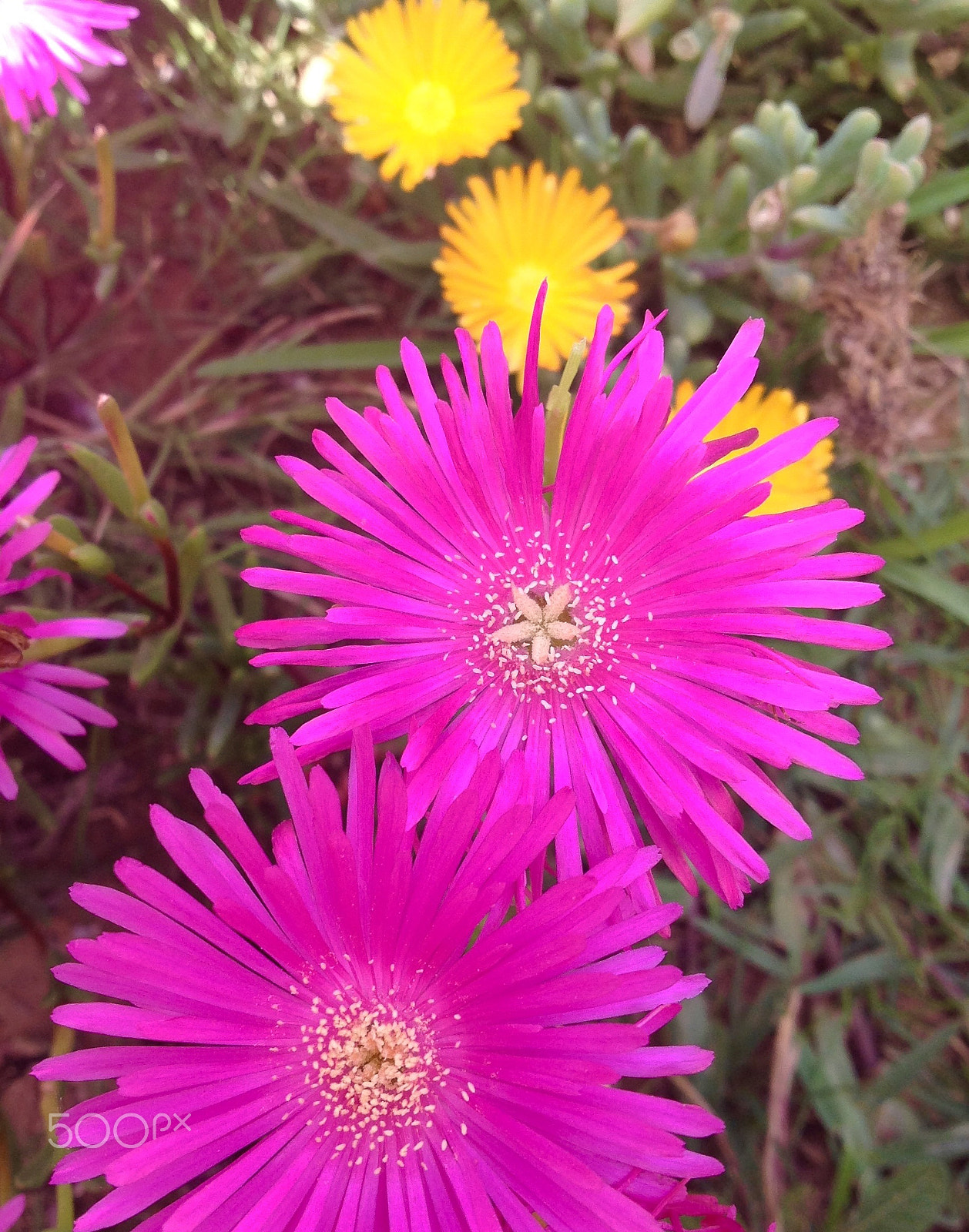 Apple iPad sample photo. Ice plant flowers photography