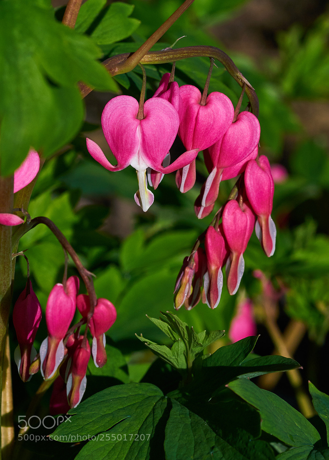 Sony a7R II sample photo. Bleeding hearts photography
