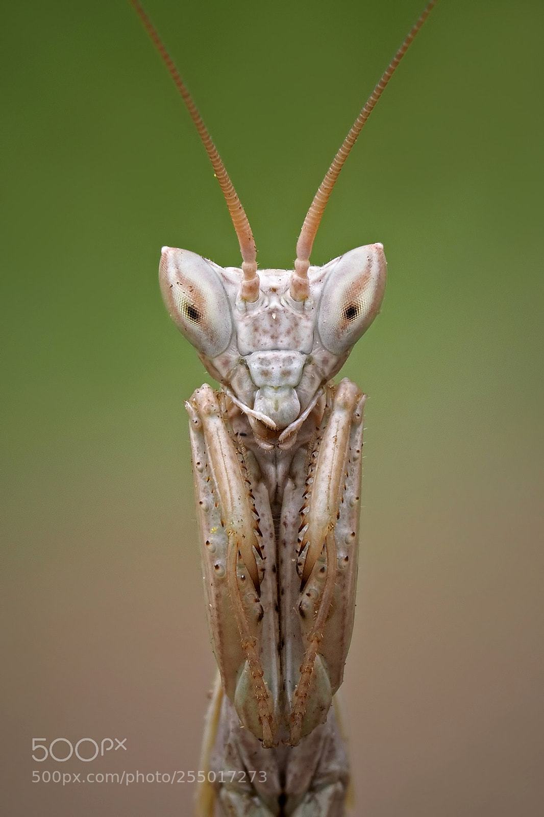 Olympus OM-D E-M1 Mark II sample photo. Alien portrait ll 2018 photography
