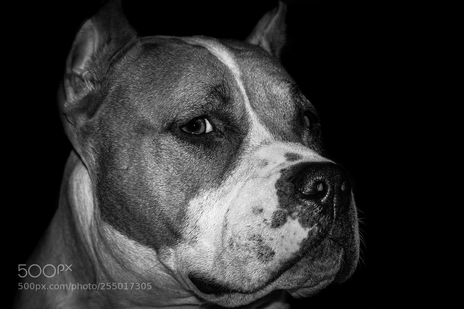 Canon EOS 80D sample photo. American bully dog portrait photography