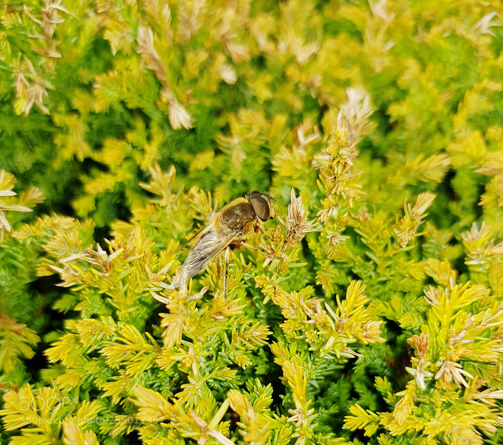 Samsung Galaxy S8+ sample photo. Hoverfly photography
