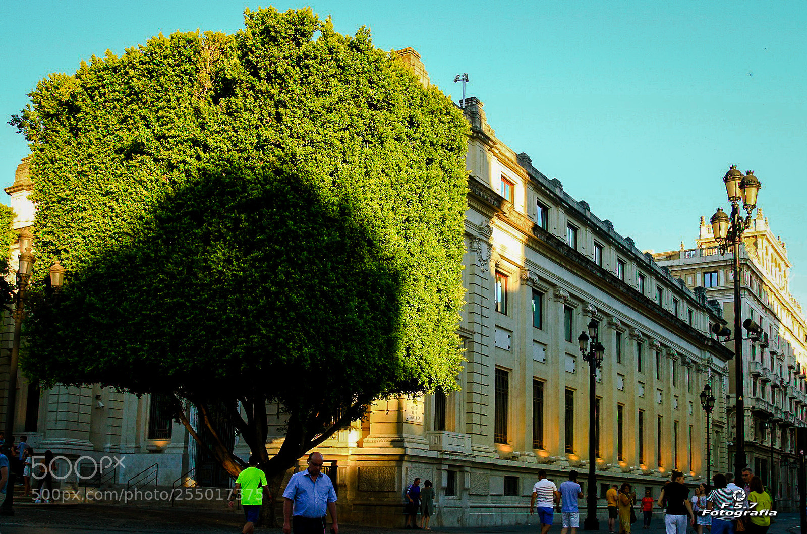 Canon EOS 7D sample photo. Rbol cuadrado - sevilla photography