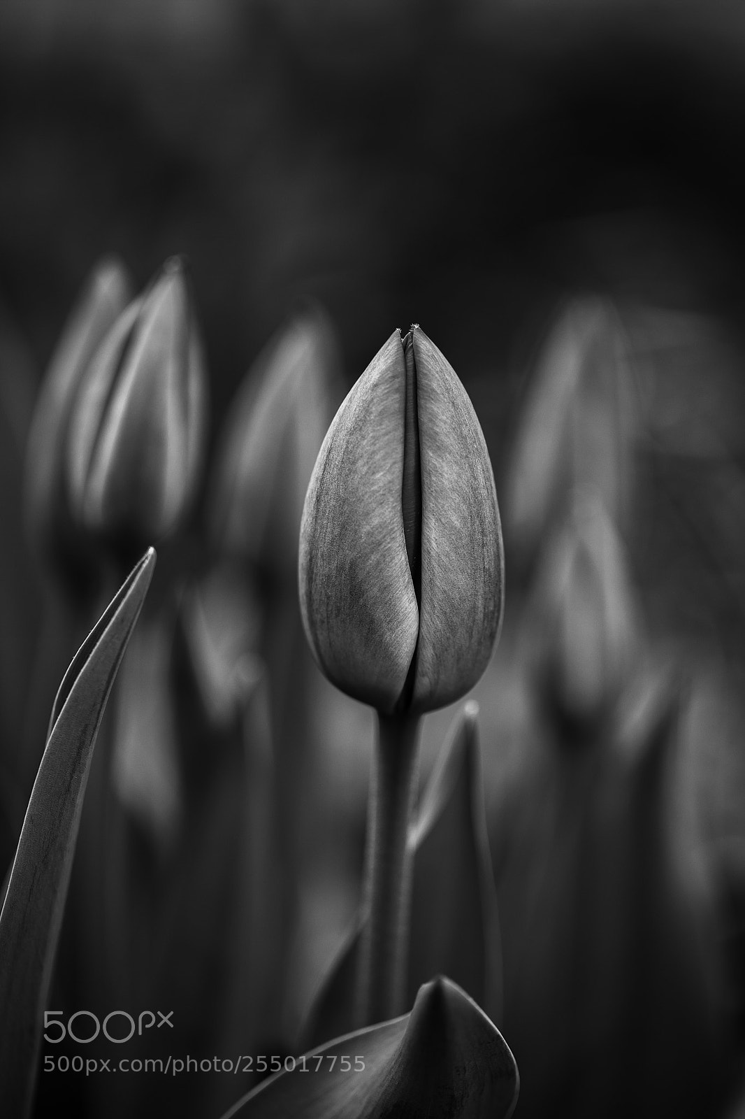 Canon EOS 5D Mark IV sample photo. Monochrome photography