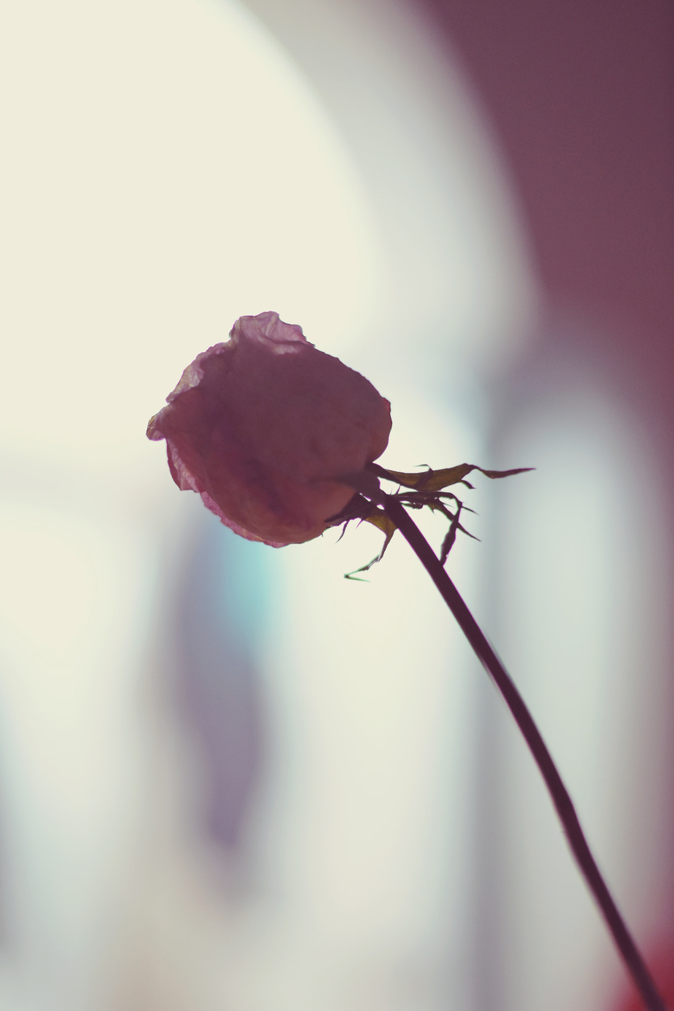 Nikon D7200 + Nikon AF-S Nikkor 50mm F1.8G sample photo. Lone flower photography